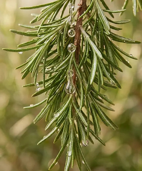 Rosemary Leaf Extract/Oil