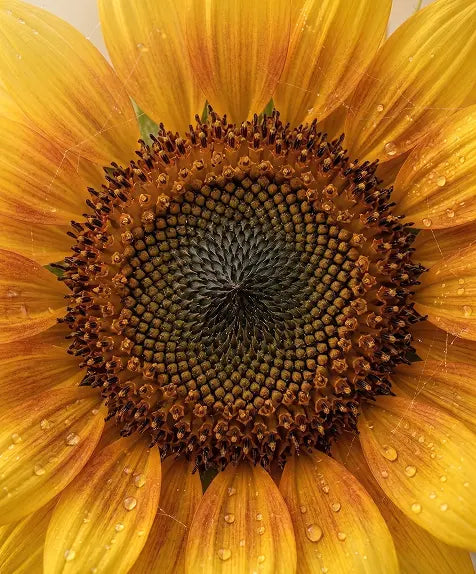Sunflower Seed Oil