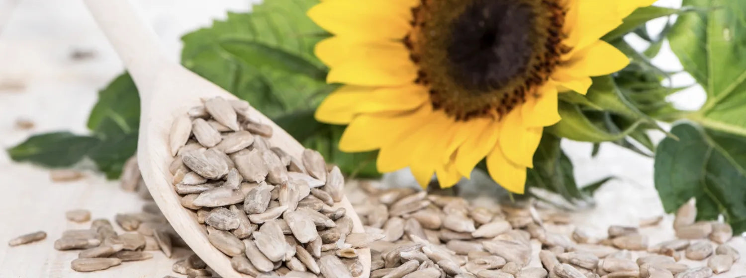 8 Incredible Things Sunflower Oil Can Do for Your Skin