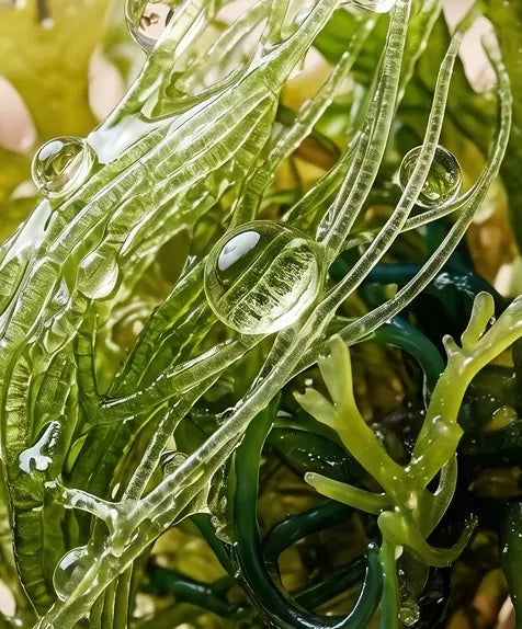 Algae