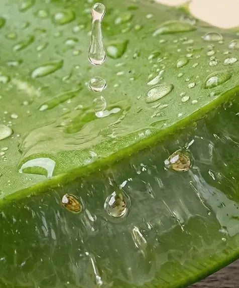 Aloe Vera Leaf Extract
