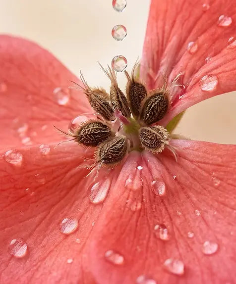 Geranium Oil