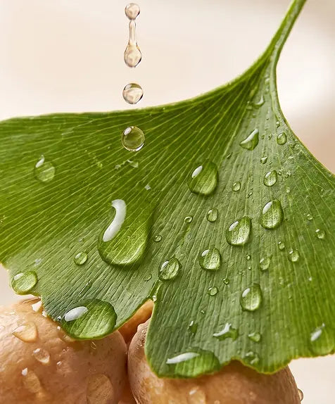 Gingko Biloba