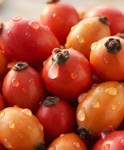 Rose Hip Seed Extract
