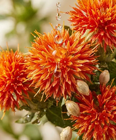Safflower Seed Oil