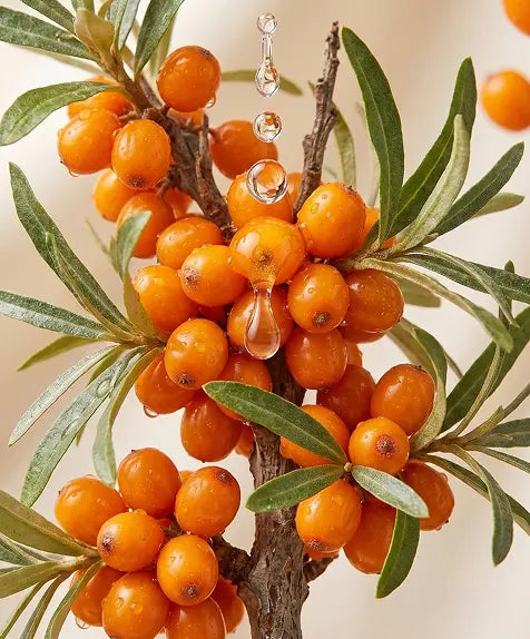 Sea Buckthorn Oil