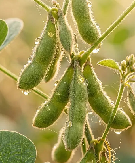 Soybean Oil